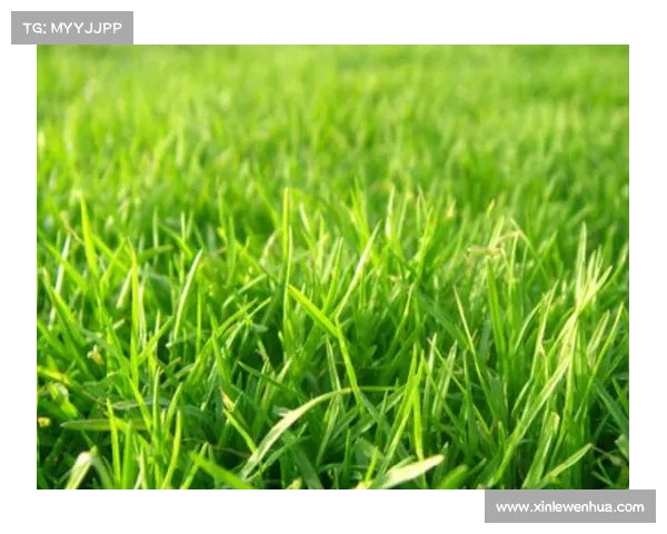 草地维护员日记揭秘:每日五小时精准修剪草坪保持毫米级完美状态 草地维护员日记揭秘:每日五小时精准修剪草坪保持毫米级完美状态